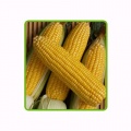 corn___bighani_f1-023