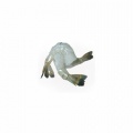shrimp_pdto_web_1150070671