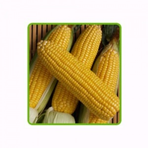 corn___bighani_f1-023