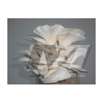 oyster-mushroom-300x225