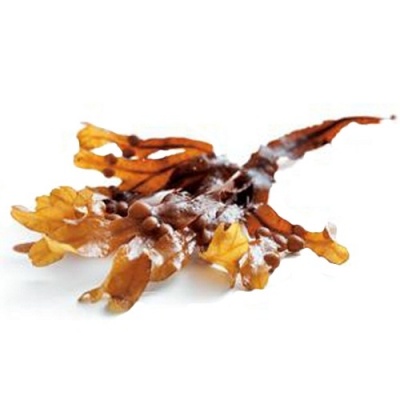 csm_brown_seaweed_310_124561e4a4_5f9a9f9173_6623135801-023