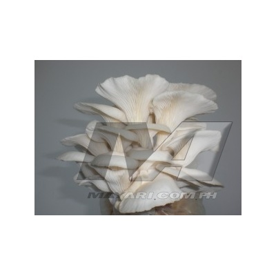 oyster-mushroom-300x225